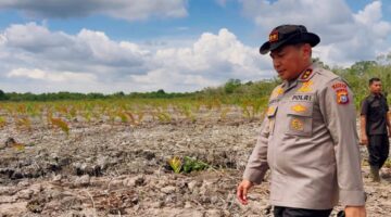 118 Hektare Mangrove di Pasir Limau Kapas Rusak, Kapolda Riau Tangkap 2 Pelaku Pakai Excavator